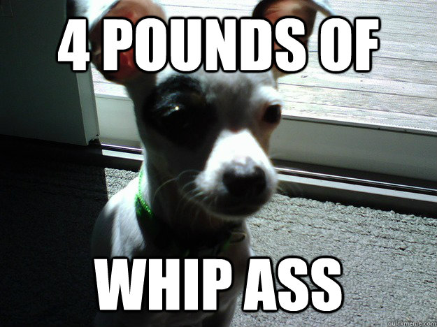 4 pounds of whip ass  evil chihuahua