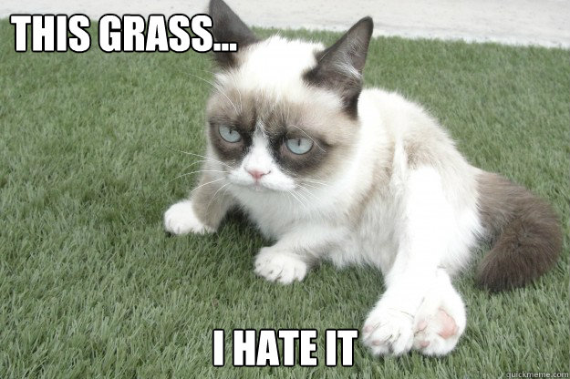 this grass...
 i hate it - this grass...
 i hate it  Outdoor Grumpy Cat