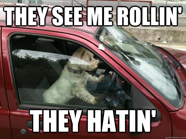 they see me rollin' they hatin' - they see me rollin' they hatin'  blatantly pompous dog