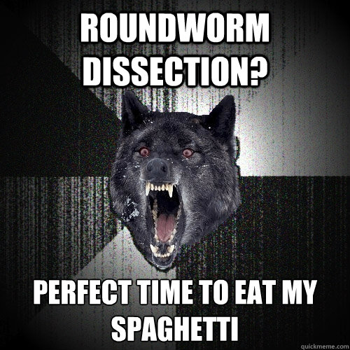 roundworm dissection? perfect time to eat my spaghetti   Insanity Wolf