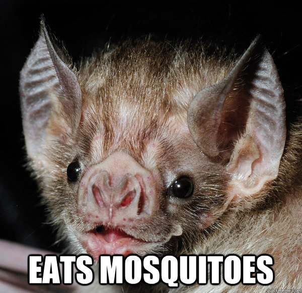  eats mosquitoes -  eats mosquitoes  Good Guy Bat