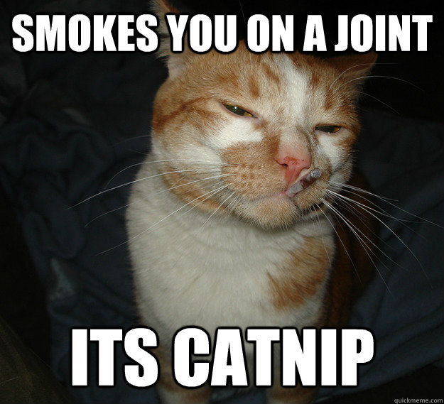 smokes you on a joint its catnip  Cool Cat Craig