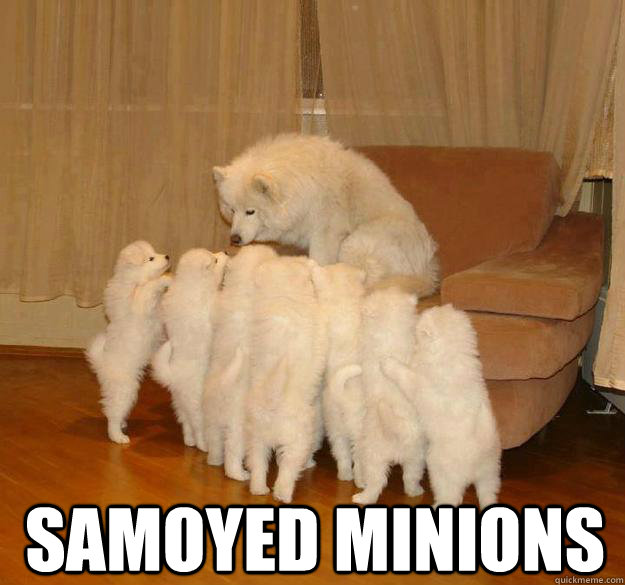Samoyed minions  samoyed minions