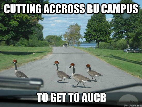 Cutting accross BU campus to get to AUCB  Scumbag Geese