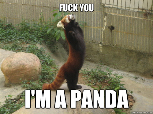 Fuck You I'm a panda - Fuck You I'm a panda  Red panda