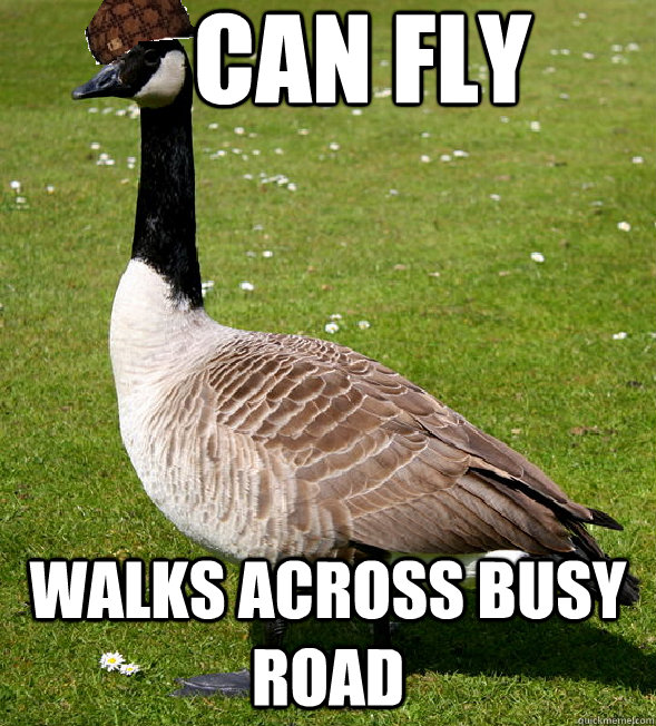 can fly Walks across busy road  Scumbag Goose