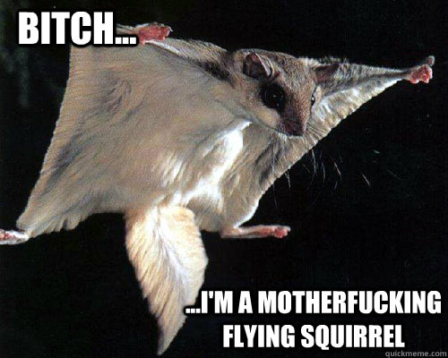Bitch... ...I'm a motherfucking flying squirrel  Flying Squirrel