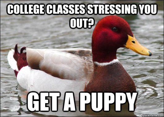 College classes stressing you out? Get a puppy  Malicious Advice Mallard