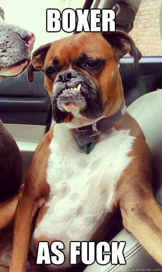Boxer as fuck  