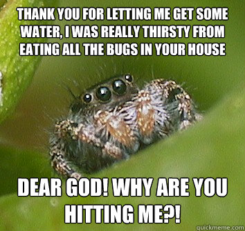 thank you for letting me get some water, I was really thirsty from eating all the bugs in your house dear god! Why are you hitting me?! - thank you for letting me get some water, I was really thirsty from eating all the bugs in your house dear god! Why are you hitting me?!  Misunderstood Spider