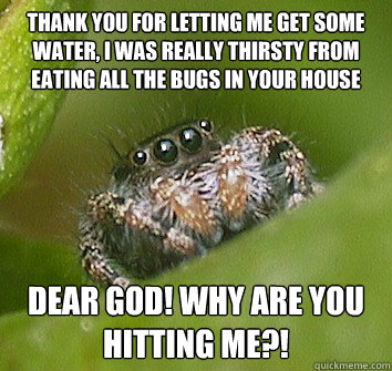 thank you for letting me get some water, I was really thirsty from eating all the bugs in your house dear god! Why are you hitting me?!  Misunderstood Spider