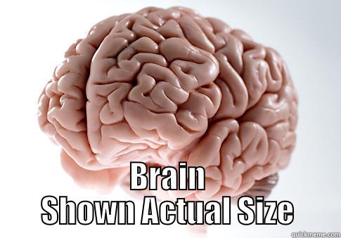  BRAIN SHOWN ACTUAL SIZE Scumbag Brain