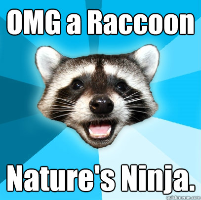 OMG a Raccoon  Nature's Ninja.  Lame Pun Coon