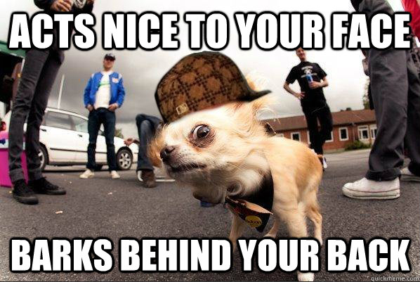Acts nice to your face barks behind your back  Scumbag chihuahua