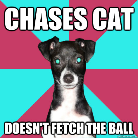 chases cat doesn't fetch the ball  