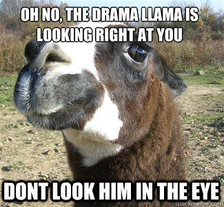 oh no, the drama llama is looking right at you dont look him in the eye  Drama Llama