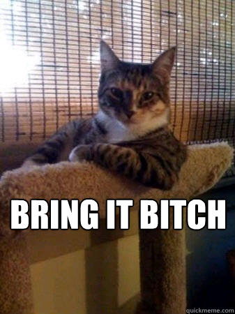 bRING IT bITCH  The Most Interesting Cat in the World