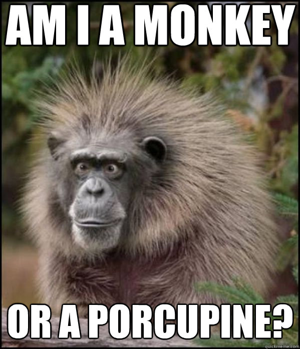 am i a monkey or a porcupine?  - am i a monkey or a porcupine?   What Am I