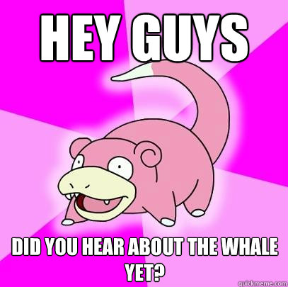 HEY GUYS Did you hear about the whale yet?   Slowpoke