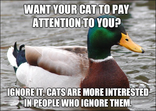 Want your cat to pay attention to you? Ignore it. Cats are more interested in people who ignore them.  Actual Advice Mallard