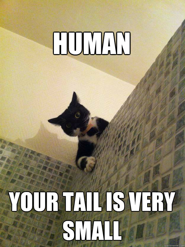 Human Your tail is very small  