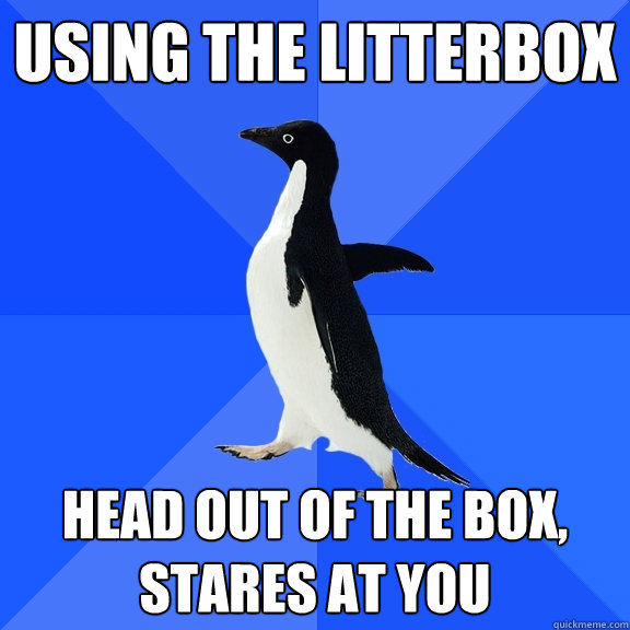 Using the litterbox Head out of the box, stares at you  Socially Awkward Penguin