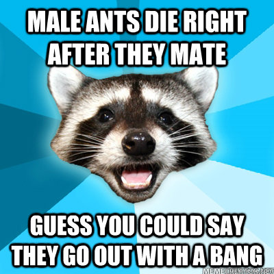 Male ants die right after they mate Guess you could say they go out with a bang   Lame Pun Raccoon