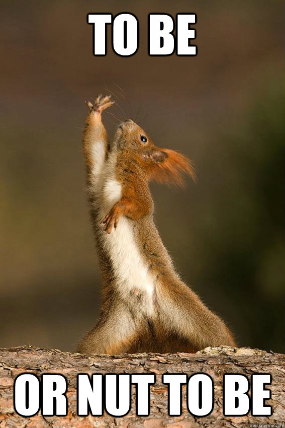 to be  or nut to be   Shakespeare Squirrel