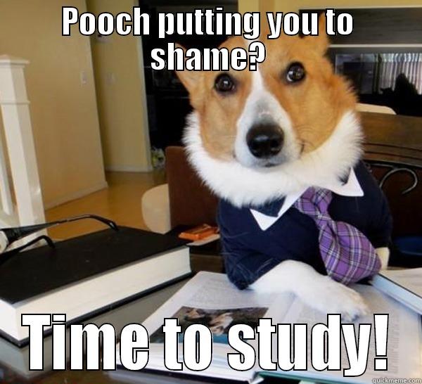 POOCH PUTTING YOU TO SHAME? TIME TO STUDY! Lawyer Dog