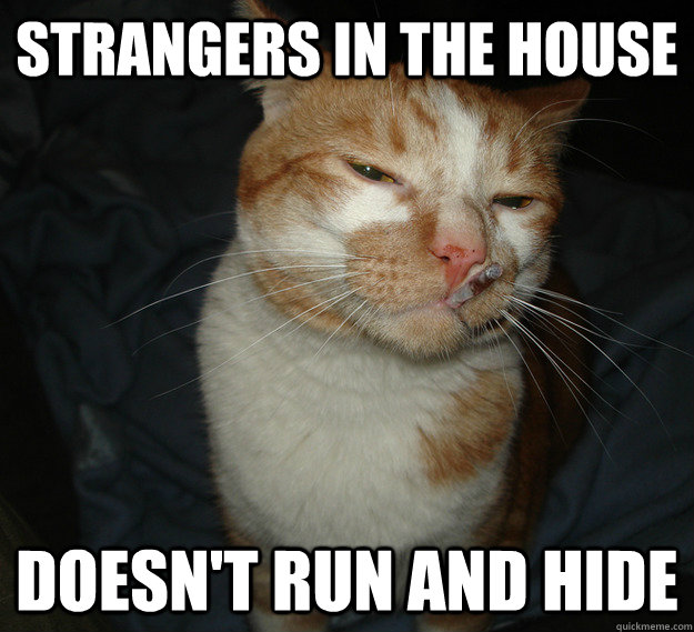 Strangers in the house Doesn't run and hide  Cool Cat Craig
