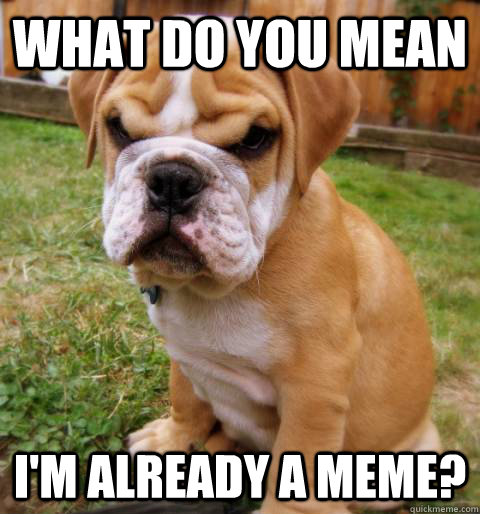 What do you mean I'm already a Meme?  Disapproving Dog