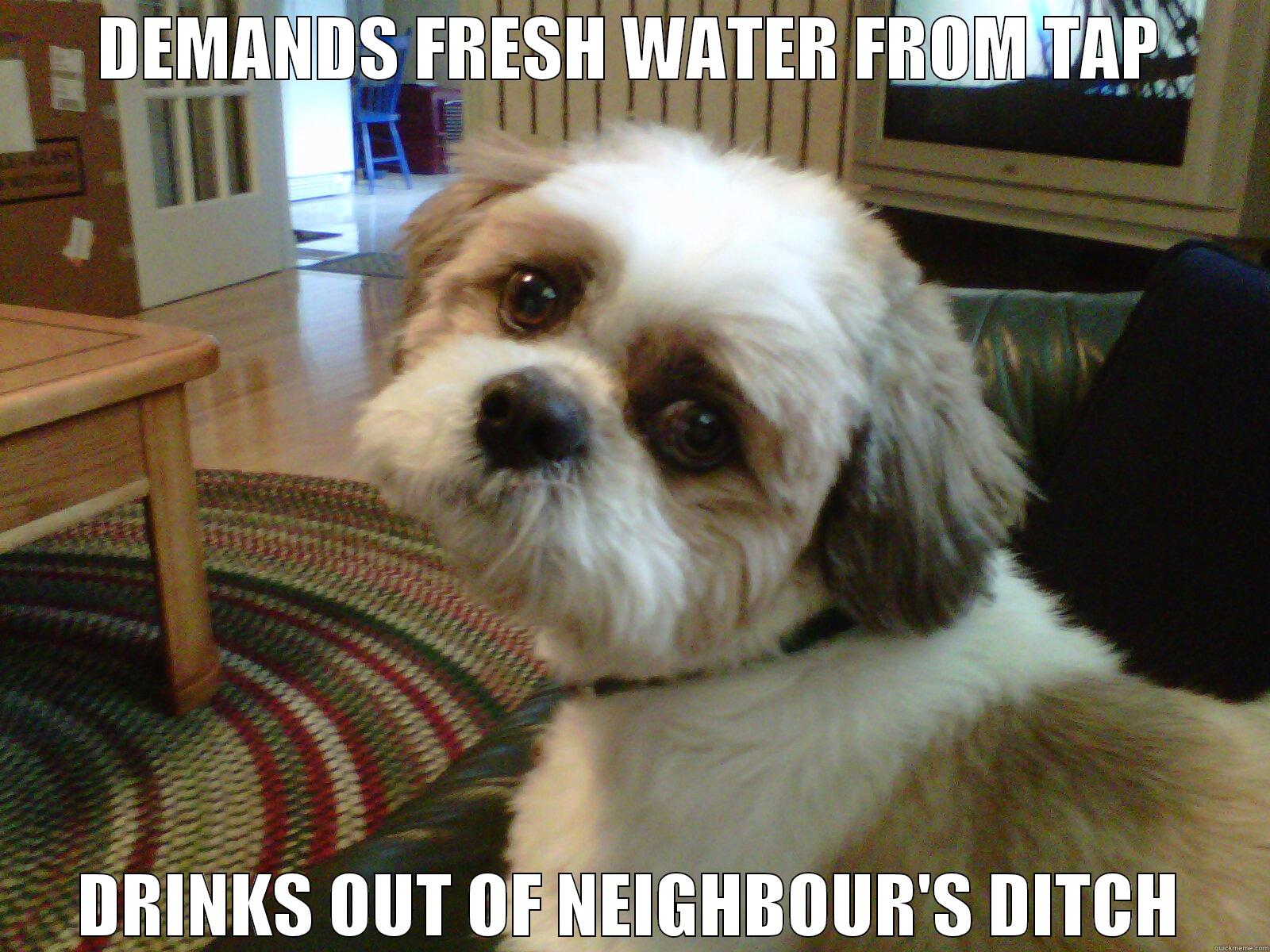 DEMANDS FRESH WATER FROM TAP DRINKS OUT OF NEIGHBOUR'S DITCH Misc