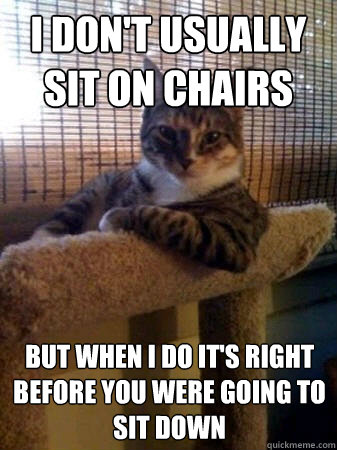 I don't usually sit on chairs But when I do it's right before you were going to sit down  The Most Interesting Cat in the World