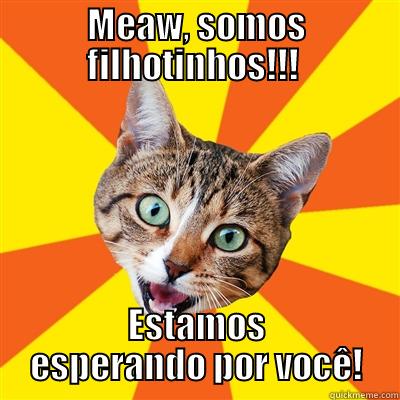 MEAW, SOMOS FILHOTINHOS!!!  ESTAMOS ESPERANDO POR VOCÊ! Bad Advice Cat