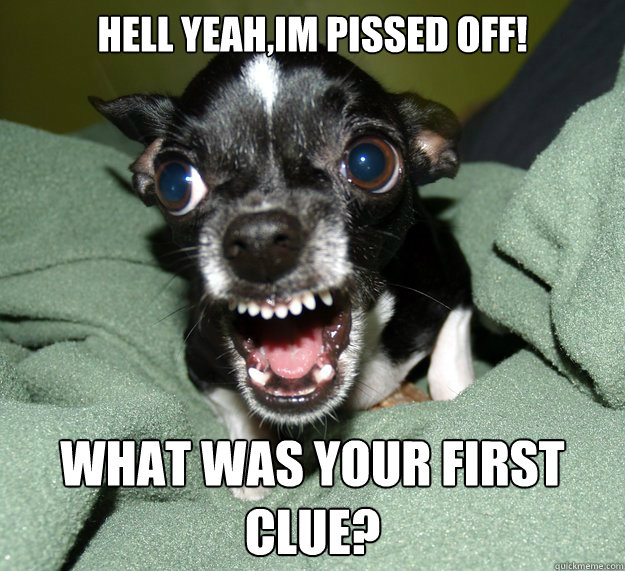Hell yeah,Im pissed off! What was your first clue?  Chihuahua Logic