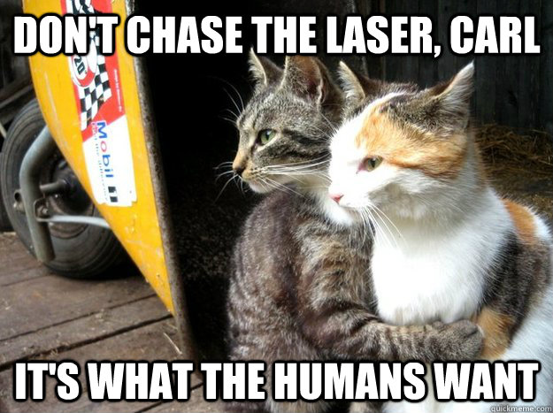 Don't chase the laser, carl It's what the humans want  Restraining Cat