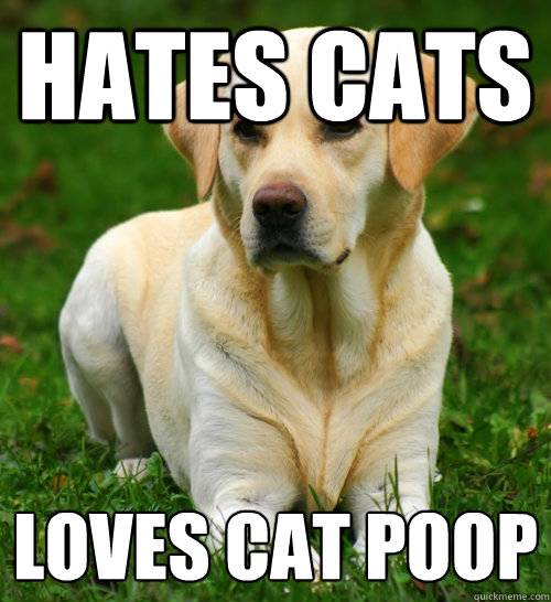Hates cats Loves cat poop  Dog Logic