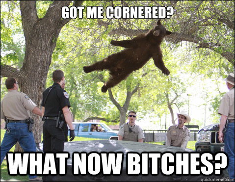 got me cornered? What now Bitches? - got me cornered? What now Bitches?  What now bear