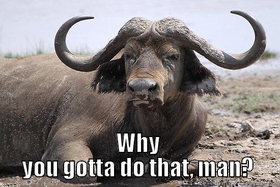  WHY YOU GOTTA DO THAT, MAN? Misc