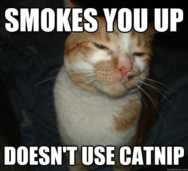 Smokes you up doesn't use Catnip  Cool Cat Craig
