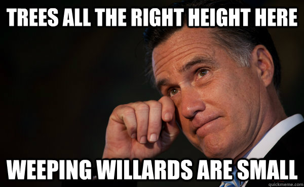 Trees all the right height here weeping willards are small - Trees all the right height here weeping willards are small  Sad Romney