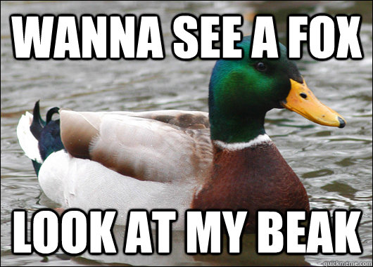 Wanna see a fox Look at my beak  Actual Advice Mallard