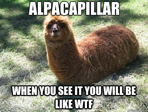 alpacapillar when you see it you will be like wtf  Alpacapillar