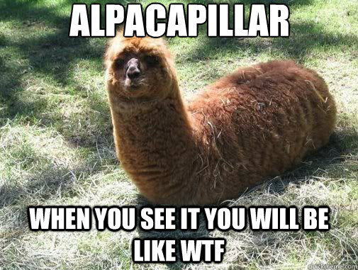 alpacapillar when you see it you will be like wtf  Alpacapillar