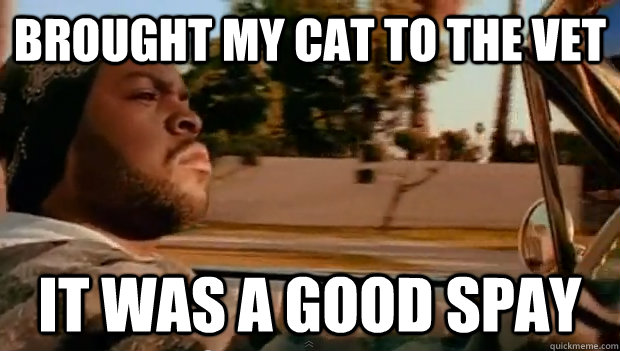 brought my cat to the vet it was a good spay - brought my cat to the vet it was a good spay  Misc