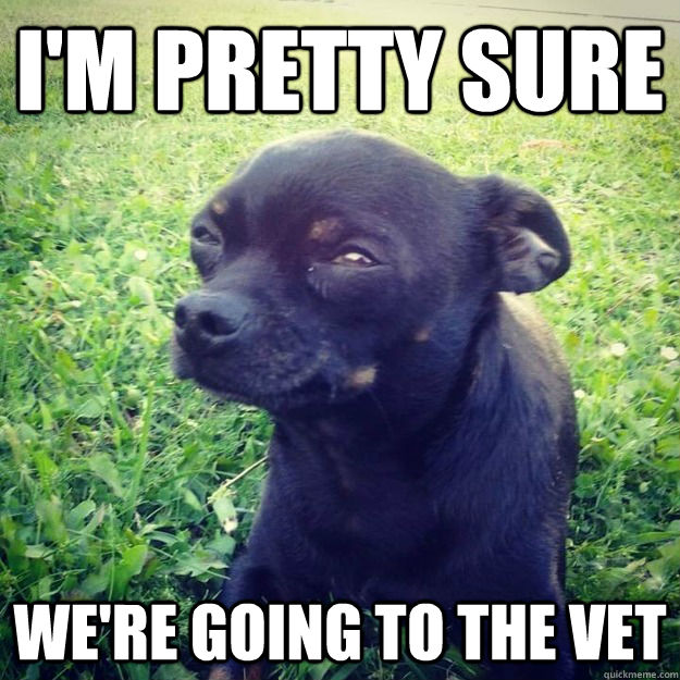 I'm pretty sure We're going to the vet - I'm pretty sure We're going to the vet  Skeptical Dog