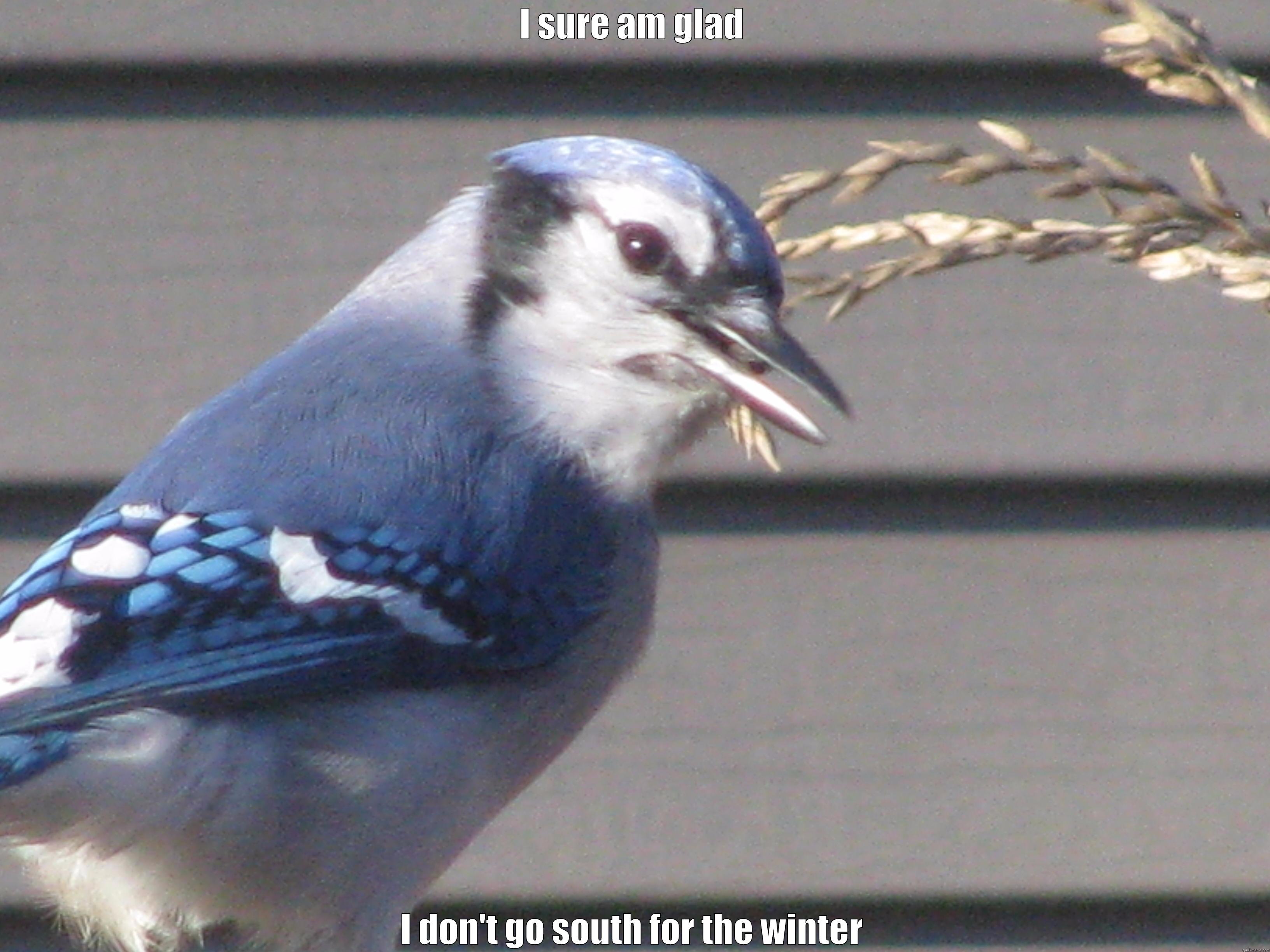 I SURE AM GLAD I DON'T GO SOUTH FOR THE WINTER Misc