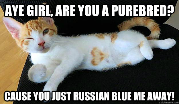 Aye girl, are you a purebred? Cause you just Russian Blue me away! - Aye girl, are you a purebred? Cause you just Russian Blue me away!  Conversation Opening Cat