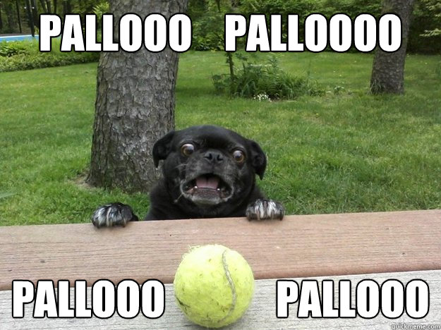 PALLOOO    PALLOOOO PALLOOO              PALLOOO  Berks Dog
