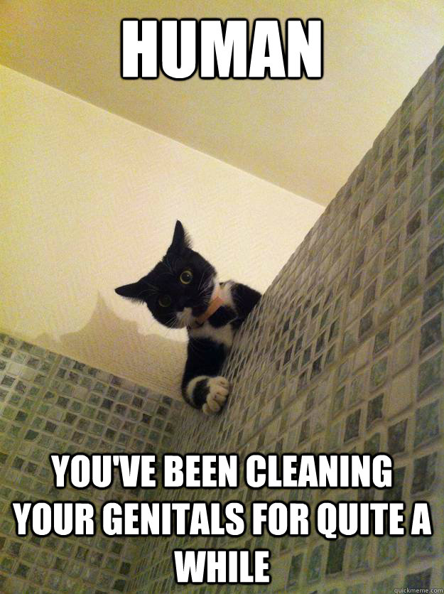 human You've been cleaning your genitals for quite a while  Incredulous Cat